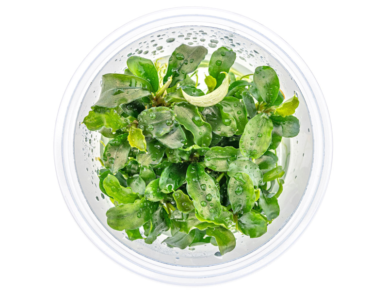 Welliges Blatt - Bucephalandra pygmaea ´Bukit Kelam´ in vitro